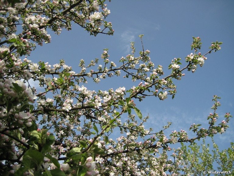 Apfelblüten