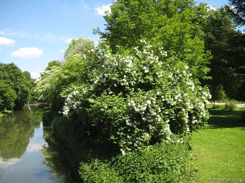 besuch_angie_schwetzingen11.jpg
