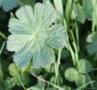 april_109_small.jpg