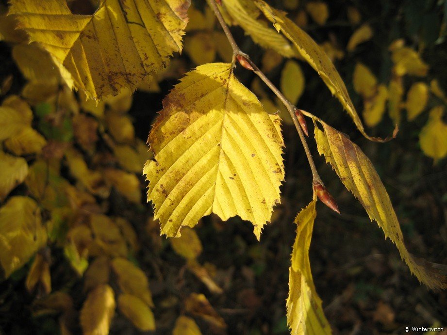 oktober_08herbstimpressionen.jpg