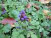 oktober_08herbstimpressionen11_small.jpg