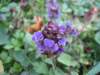 oktober_08herbstimpressionen12_small.jpg
