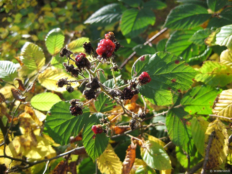 oktober_08herbstimpressionen15.jpg