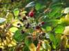 oktober_08herbstimpressionen15_small.jpg
