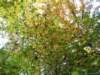 oktober_08herbstimpressionen17_small.jpg