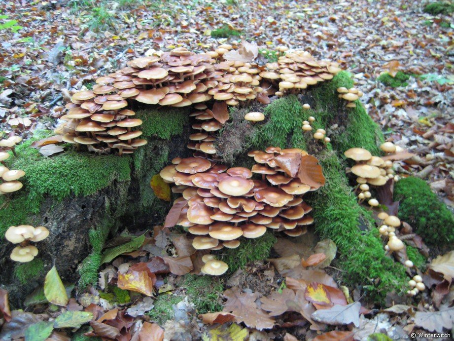 oktober_08herbstimpressionen19.jpg