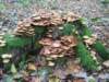 oktober_08herbstimpressionen19_small.jpg
