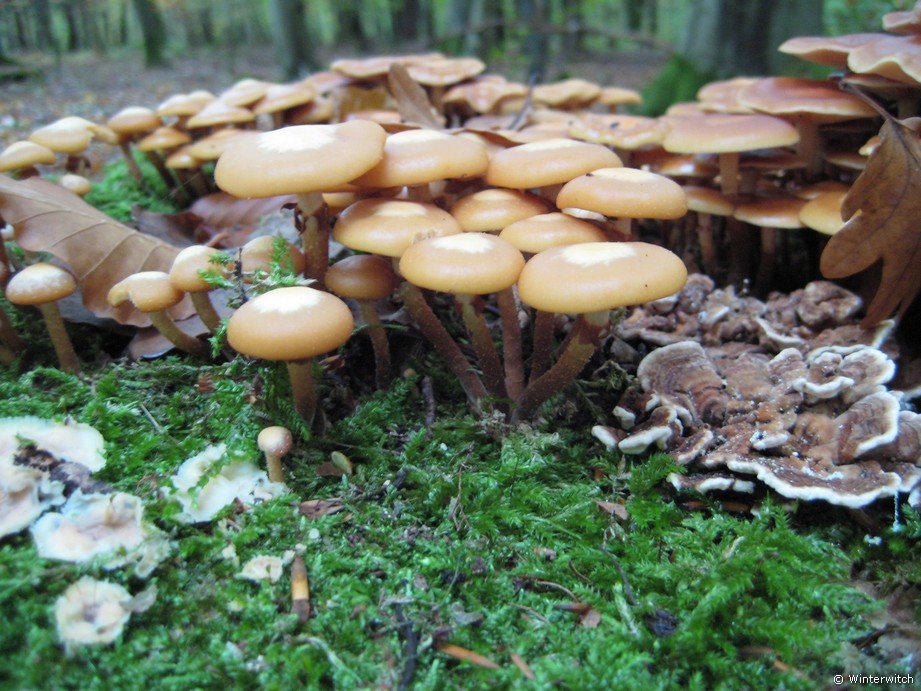 oktober_08herbstimpressionen20.jpg