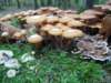 oktober_08herbstimpressionen20_small.jpg