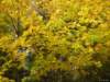oktober_08herbstimpressionen27_small.jpg