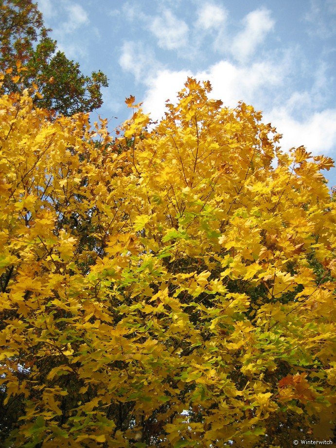 oktober_08herbstimpressionen28.jpg