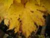oktober_08herbstimpressionen29_small.jpg