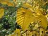 oktober_08herbstimpressionen2_small.jpg