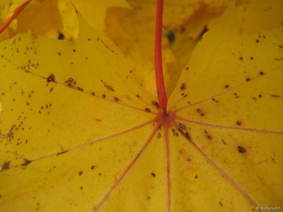 oktober_08herbstimpressionen32.jpg