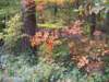 oktober_08herbstimpressionen33_small.jpg