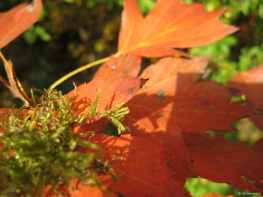 oktober_08herbstimpressionen6.jpg