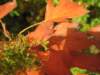 oktober_08herbstimpressionen6_small.jpg