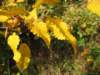 oktober_08herbstimpressionen8_small.jpg