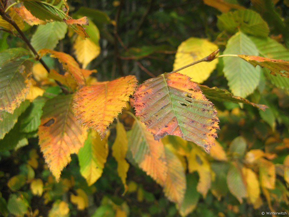 oktober_08herbstimpressionen9.jpg