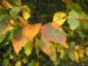 oktober_08herbstimpressionen9_small.jpg