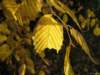 oktober_08herbstimpressionen_small.jpg