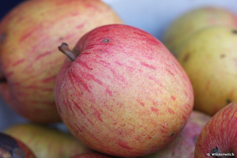 Fall�pfel